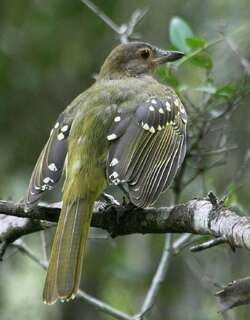 东非斗鹎 / Eastern Nicator / Nicator gularis