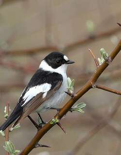 白领姬鹟 / Collared Flycatcher / Ficedula albicollis