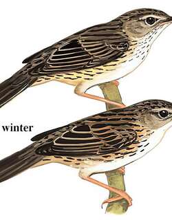 矛斑蝗莺 / Lanceolated Warbler / Locustella lanceolata