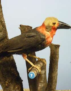 棘头鵙 / Bornean Bristlehead / Pityriasis gymnocephala