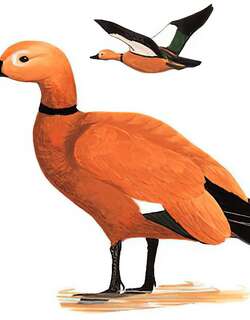 赤麻鸭 / Ruddy Shelduck / Tadorna ferruginea