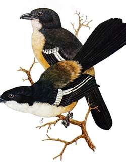 锈色黑鵙 / Southern Boubou / Laniarius ferrugineus