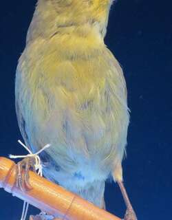 大颚雀 / Greater Amakihi / Viridonia sagittirostris