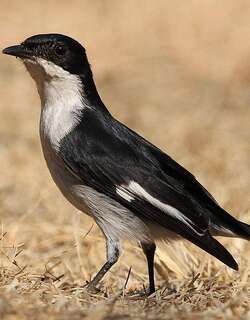 白翅斑黑鹟 / Fiscal Flycatcher / Melaenornis silens