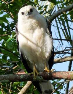 白颈南美鵟 / White-necked Hawk / Buteogallus lacernulatus