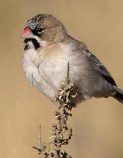 鳞额编织雀 / Scaly-feathered Weaver / Sporopipes squamifrons