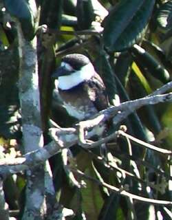褐斑蓬头䴕 / Brown-banded Puffbird / Notharchus ordii