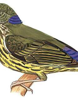 蓝枕花蜜鸟 / Purple-naped Sunbird / Kurochkinegramma hypogrammicum