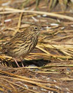 南极鹨 / South Georgia Pipit / Anthus antarcticus