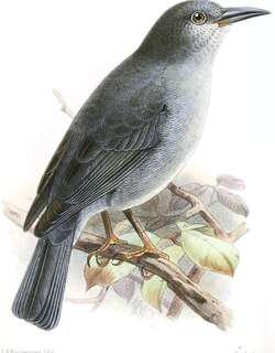 短尾雀鹀 / Short-tailed Finch / Idiopsar brachyurus
