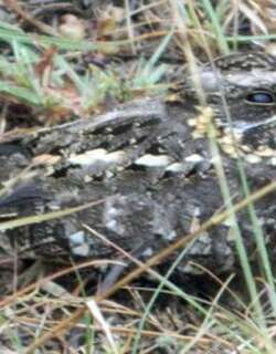 乌夜鹰 / Sombre Nightjar / Caprimulgus fraenatus