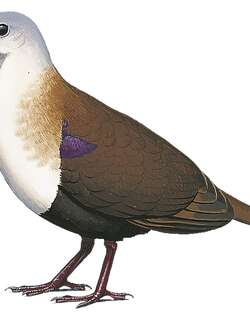 韦岛鸡鸠 / Wetar Ground Dove / Pampusana hoedtii