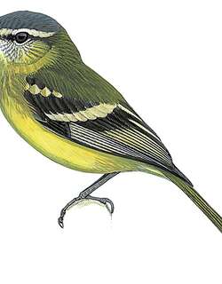 黄腹姬霸鹟 / Sulphur-bellied Tyrannulet / Mecocerculus minor