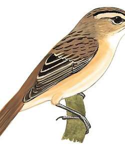 细纹苇莺 / Speckled Reed Warbler / Acrocephalus sorghophilus