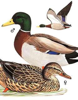 绿头鸭 / Mallard / Anas platyrhynchos