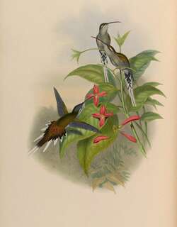 乌顶隐蜂鸟 / Sooty-capped Hermit / Phaethornis augusti