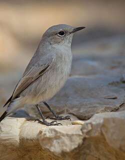 黑尾岩䳭 / Blackstart / Oenanthe melanura