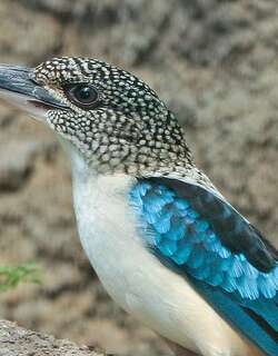 披肩笑翠鸟 / Spangled Kookaburra / Dacelo tyro