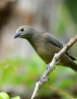 棕榈裸鼻雀 / Palm Tanager / Thraupis palmarum