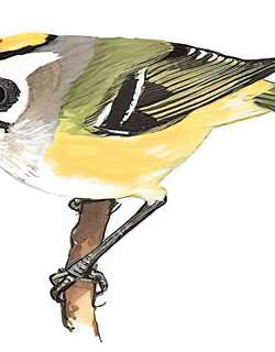 台湾戴菊 / Flamecrest / Regulus goodfellowi