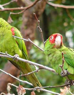 红头鹦哥 / Red-masked Parakeet / Psittacara erythrogenys