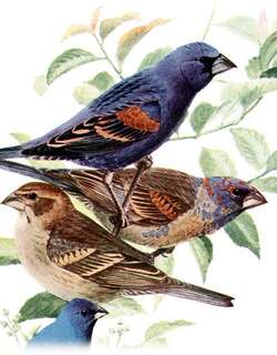 斑翅蓝彩鹀 / Blue Grosbeak / Passerina caerulea