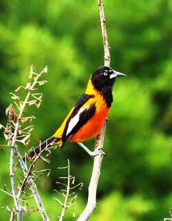 坎普拟黄鹂 / Campo Troupial / Icterus jamacaii