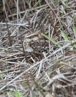 白尾夜鹰 / White-tailed Nightjar / Hydropsalis cayennensis