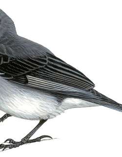 白喉岭雀鹀 / White-throated Sierra Finch / Idiopsar erythronotus