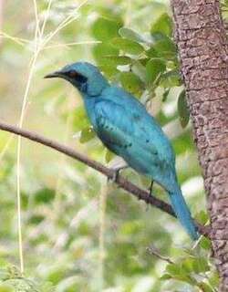 楔尾辉椋鸟 / Sharp-tailed Starling / Lamprotornis acuticaudus