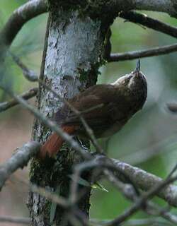 绿针尾雀 / Olive Spinetail / Cranioleuca obsoleta