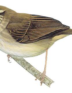 休氏树莺 / Hume’s Bush Warbler / Horornis brunnescens