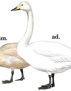 大天鹅 / Whooper Swan / Cygnus cygnus