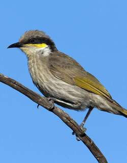 歌吸蜜鸟 / Singing Honeyeater / Gavicalis virescens