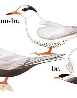 黑腹燕鸥 / Black-bellied Tern / Sterna acuticauda