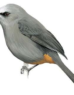 猫鹛 / Abyssinian Catbird / Sylvia galinieri