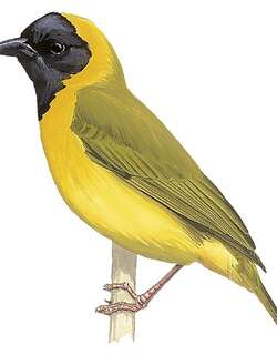 西非金织雀 / Loango Weaver / Ploceus subpersonatus