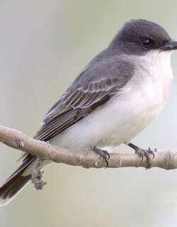东王霸鹟 / Eastern Kingbird / Tyrannus tyrannus