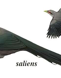 绿嘴地鹃 / Green-billed Malkoha / Phaenicophaeus tristis