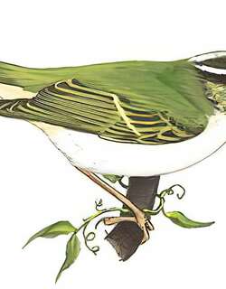 冕柳莺 / Eastern Crowned Warbler / Phylloscopus coronatus