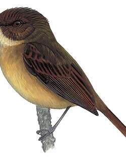 褐额侏霸鹟 / Hazel-fronted Pygmy Tyrant / Pseudotriccus simplex