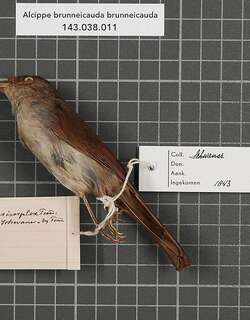 褐雀鹛 / Brown Fulvetta / Alcippe brunneicauda