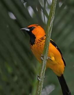 斑胸拟鹂 / Spot-breasted Oriole / Icterus pectoralis