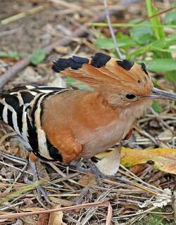 马岛戴胜 / Madagascan Hoopoe / Upupa marginata