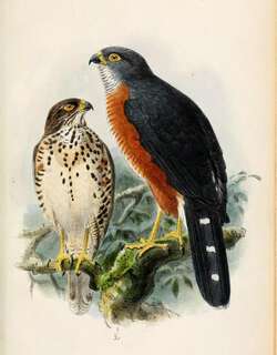 红胸鹰 / Red-chested Goshawk / Accipiter toussenelii