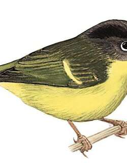 白眶鹟莺 / White-spectacled Warbler / Phylloscopus intermedius