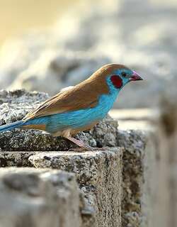 红颊蓝饰雀 / Red-cheeked Cordon-bleu / Uraeginthus bengalus