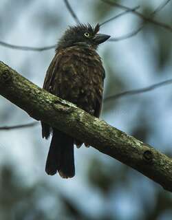 灰喉拟䴕 / Grey-throated Barbet / Gymnobucco bonapartei