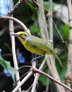 灰顶鵙雀 / Slaty-capped Shrike-Vireo / Vireolanius leucotis