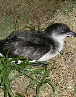大西洋鹱 / Manx Shearwater / Puffinus puffinus